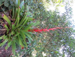 Image of Vriesea philippocoburgii Wawra