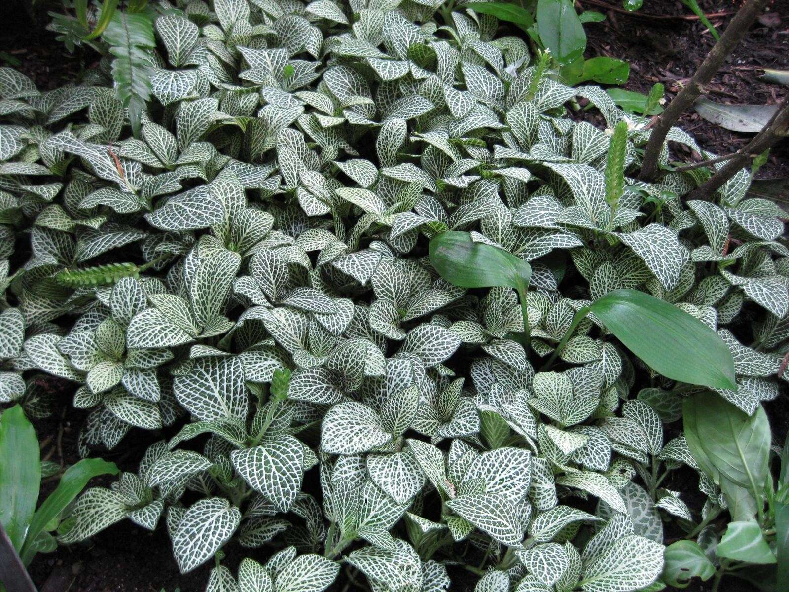 صورة Fittonia