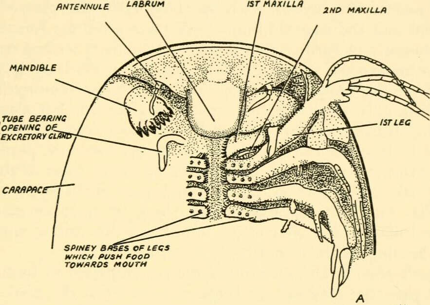 Image of Triops granarius (Lucas 1864)