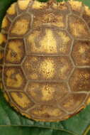 Image of Yellow-footed Tortoise