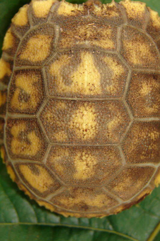 Image of Yellow-footed Tortoise