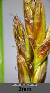 Image of Flat-sedge