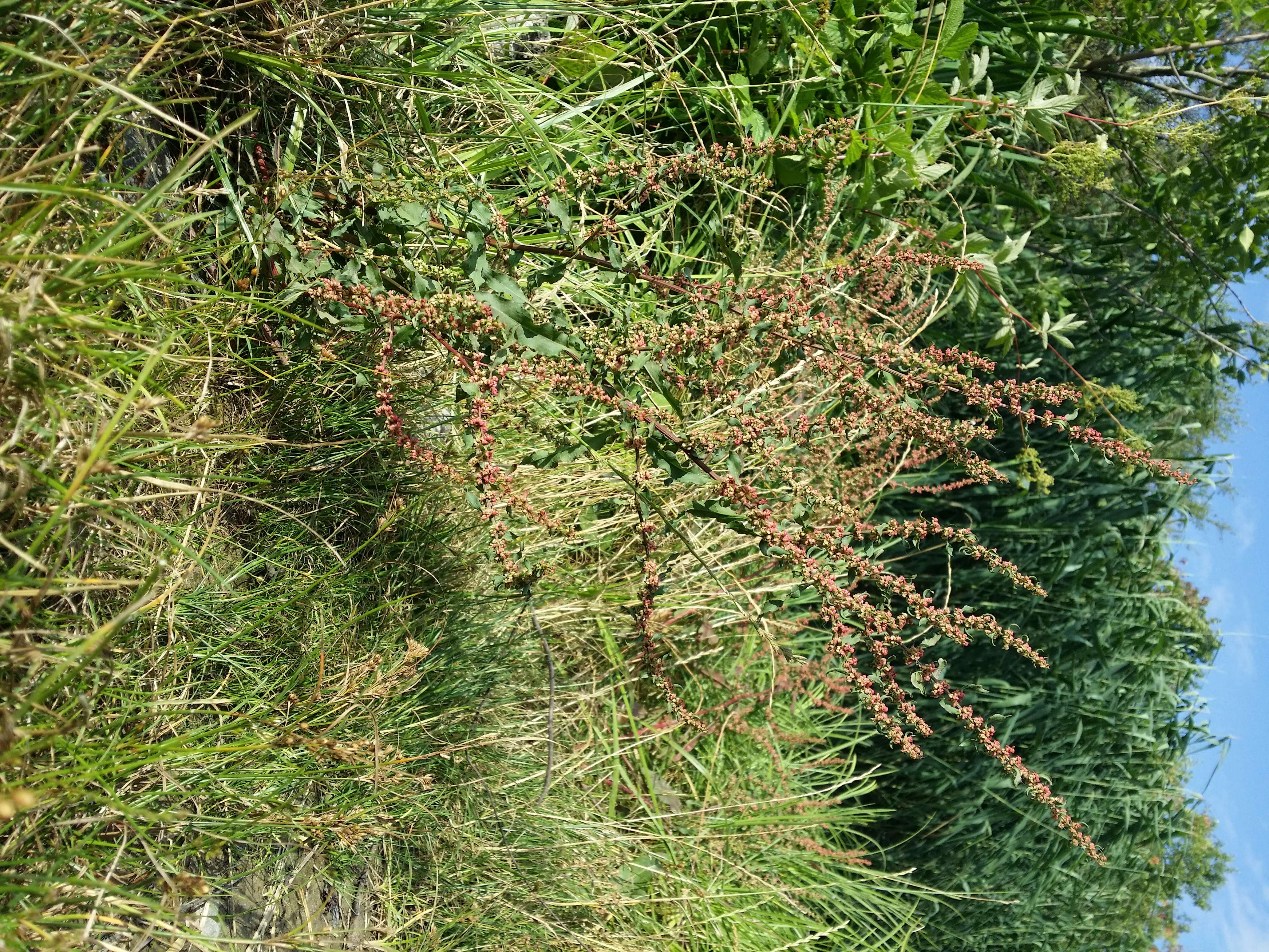 Image de patience agglomérée