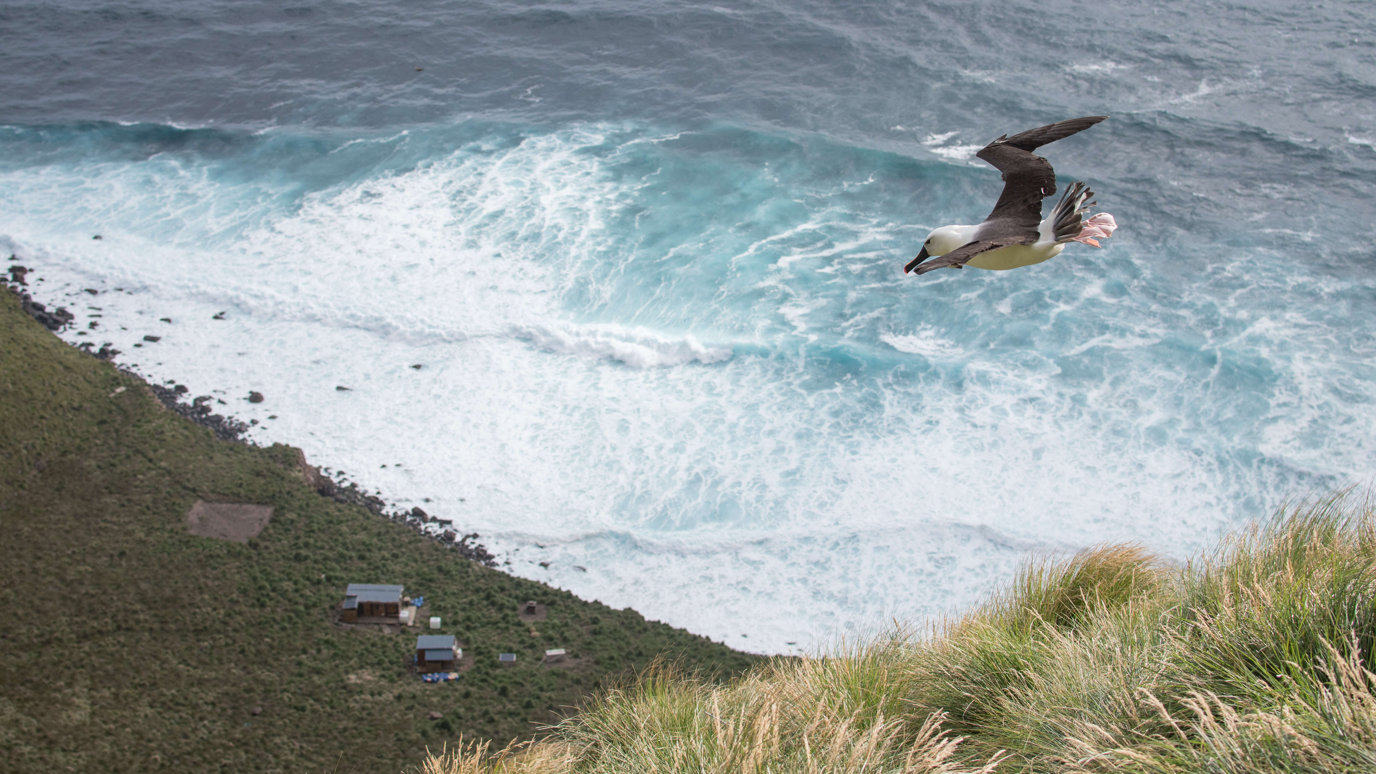 Image of Indian Yellow-nosed Albatross