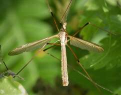 Image of Marsh crane fly