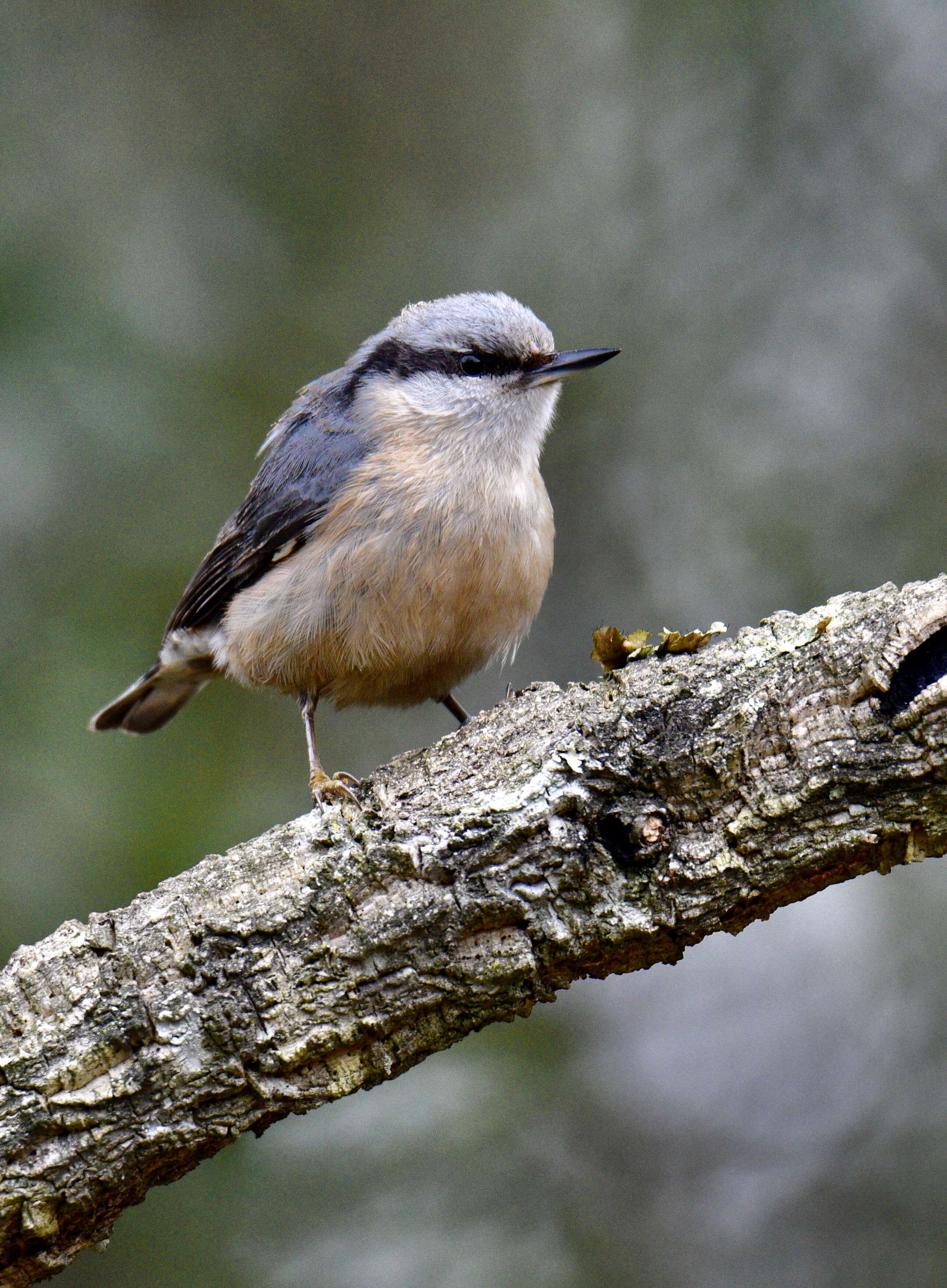 Image of Eurasian Nuthatch