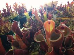 Image of Heliamphora