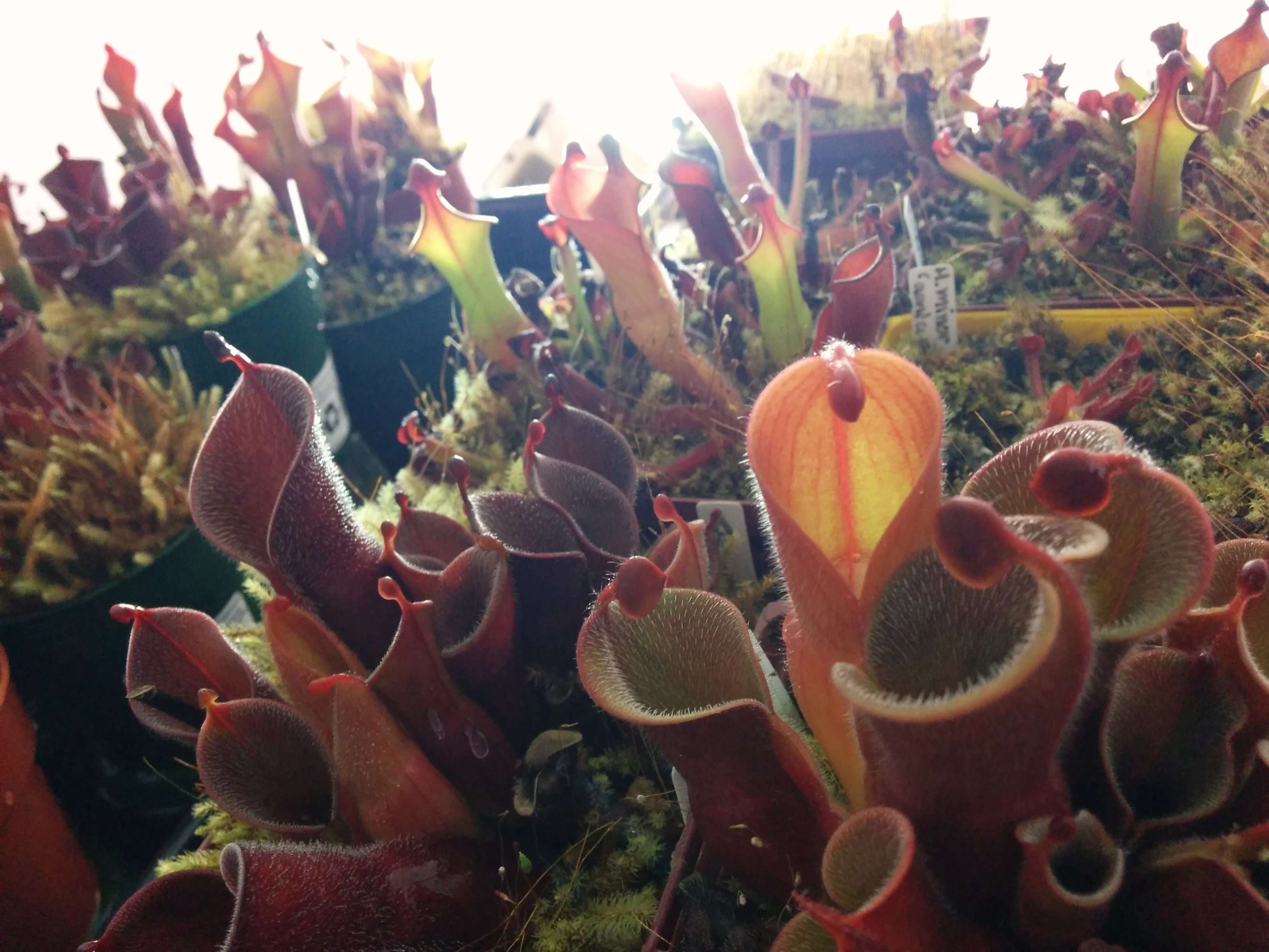 Image of Heliamphora