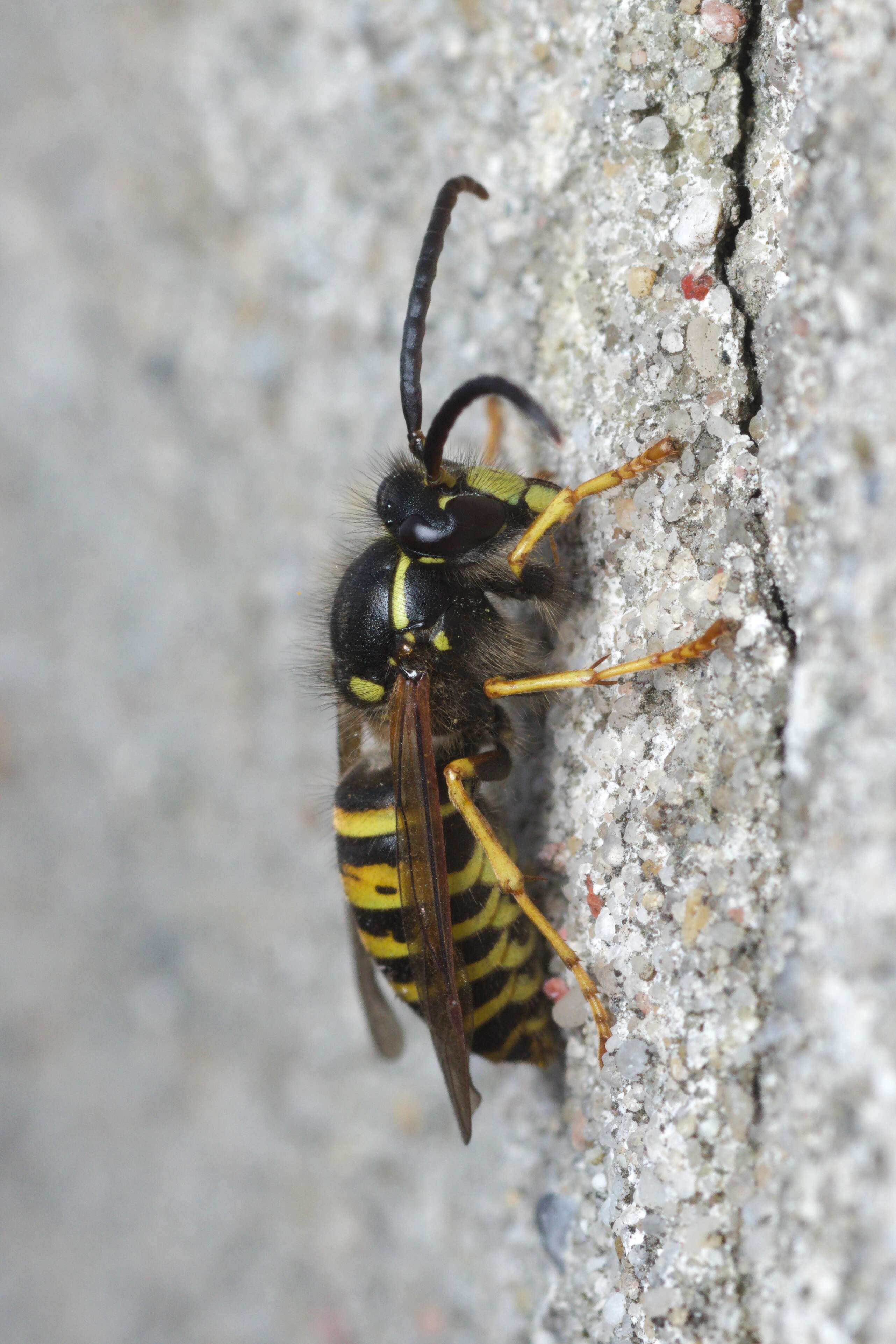 Dolichovespula saxonica (Fabricius 1793)的圖片