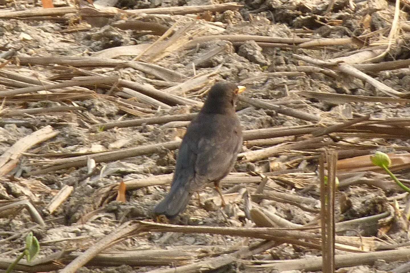 Image of Chinese Blackbird