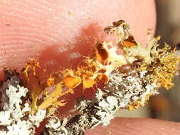 Image of teloschistes lichen