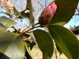 Image of camellia