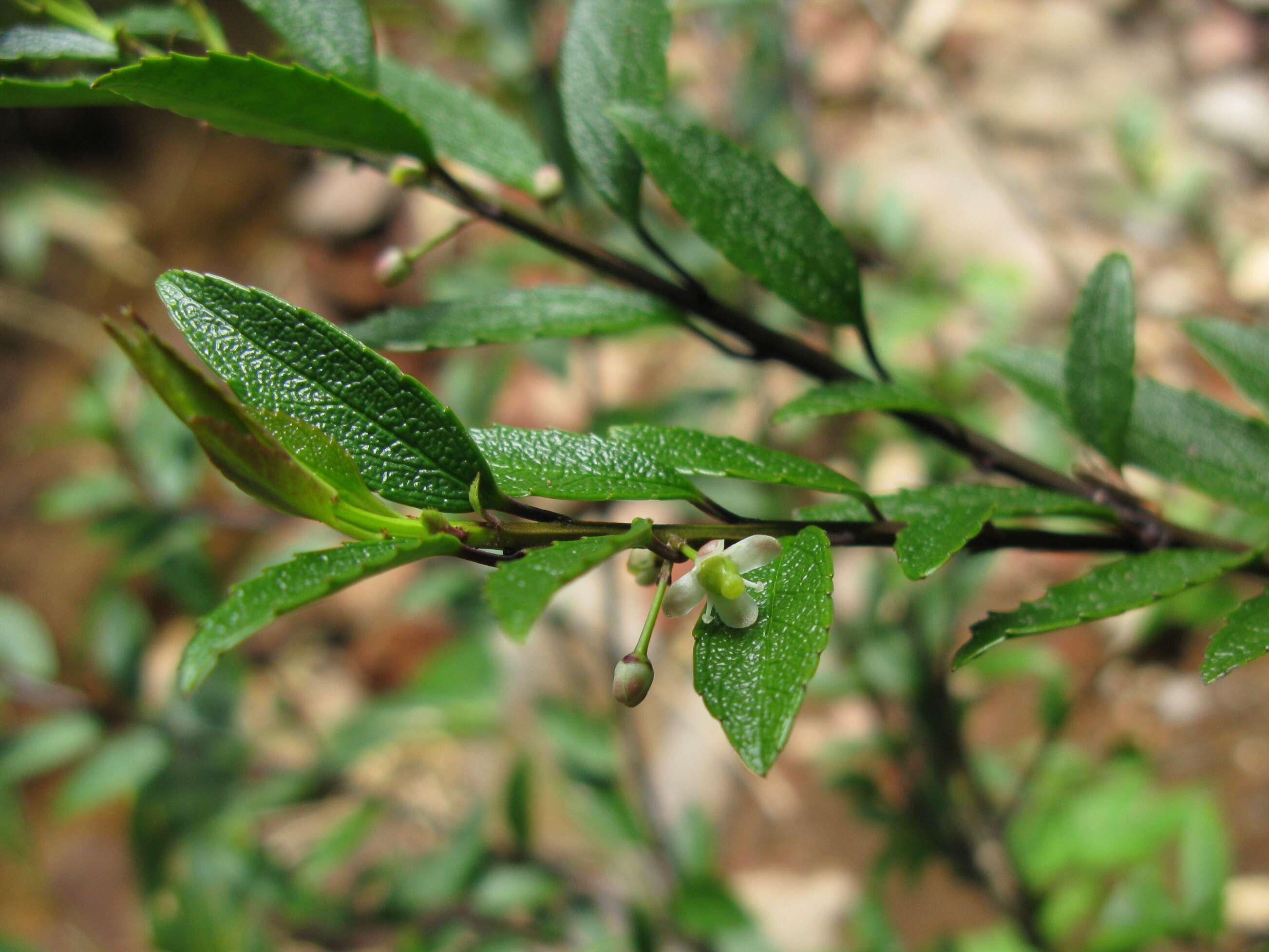 Image of Ilex rugosa F. Schmidt