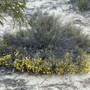 Plancia ëd Bossiaea leptacantha E. Pritz.