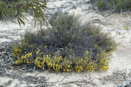 Plancia ëd Bossiaea leptacantha E. Pritz.