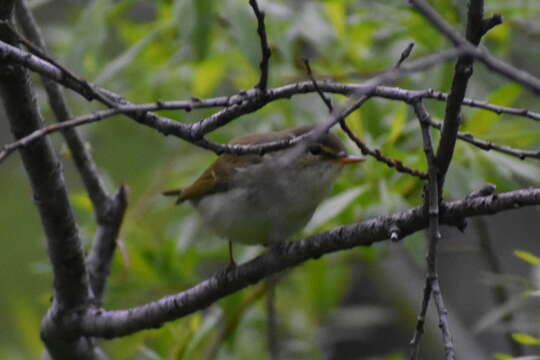 Image of Kamchatka Leaf Warbler