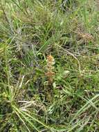 Image of clover broomrape