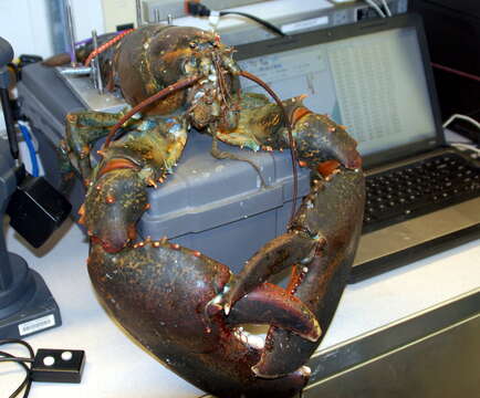 Image of American Lobster