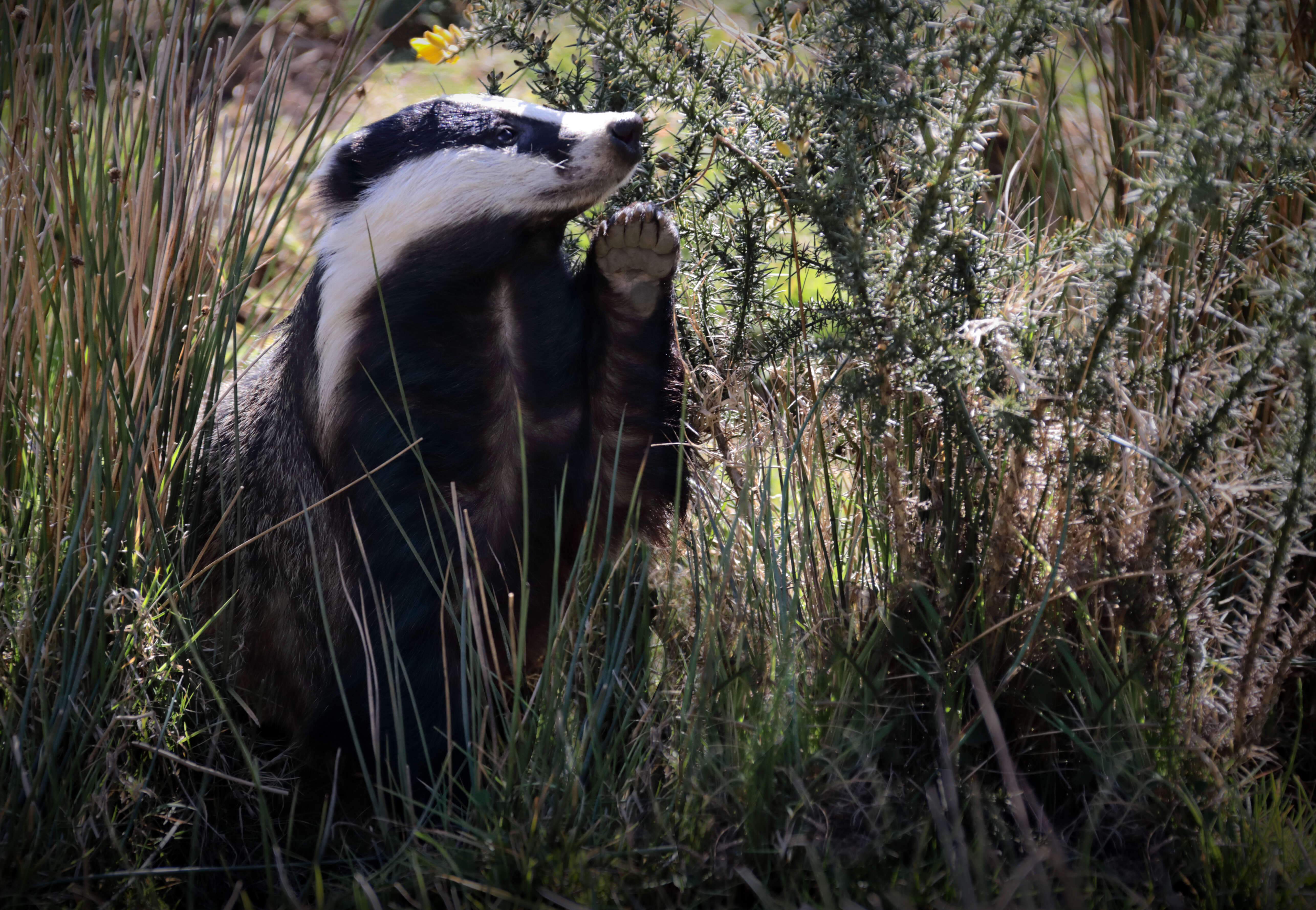 Image of badger