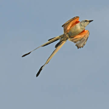 Image of Scissor-tailed Flycatcher