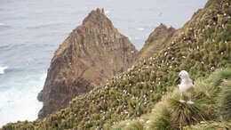 Image of Indian Yellow-nosed Albatross