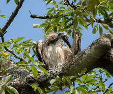 Image of Slender-billed Vulture