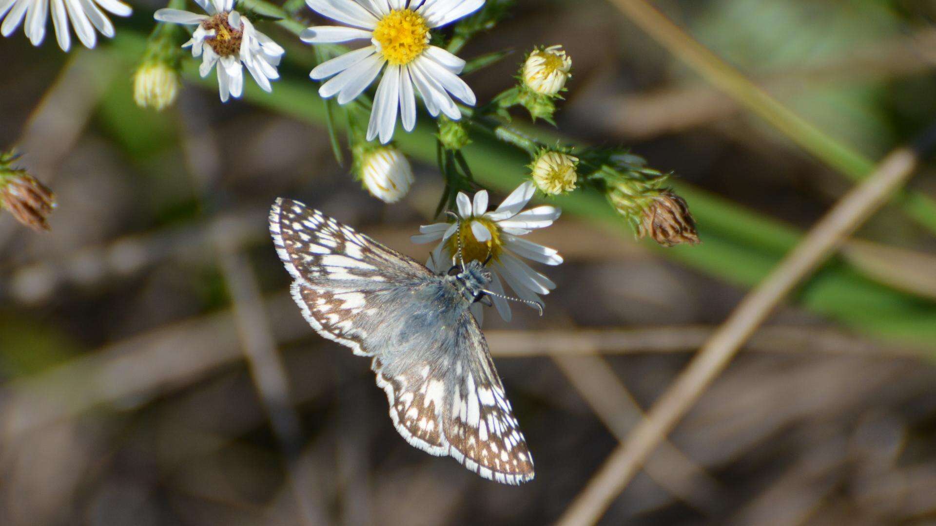 Image of Burnsius communis