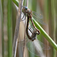 Image of Eastern Swamp Emerald