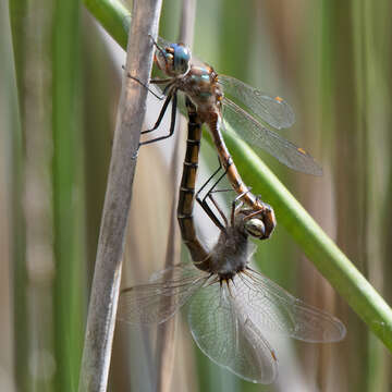 Image of Eastern Swamp Emerald