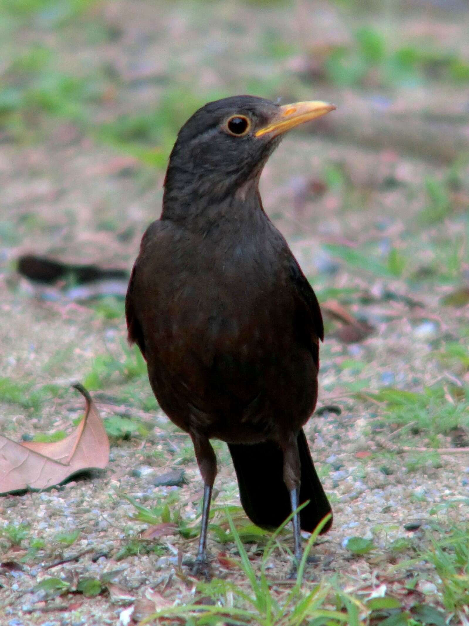 Image of Chinese Blackbird