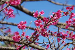 Imagem de Prunus campanulata Maxim.