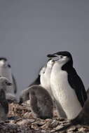 Image of Chinstrap Penguin