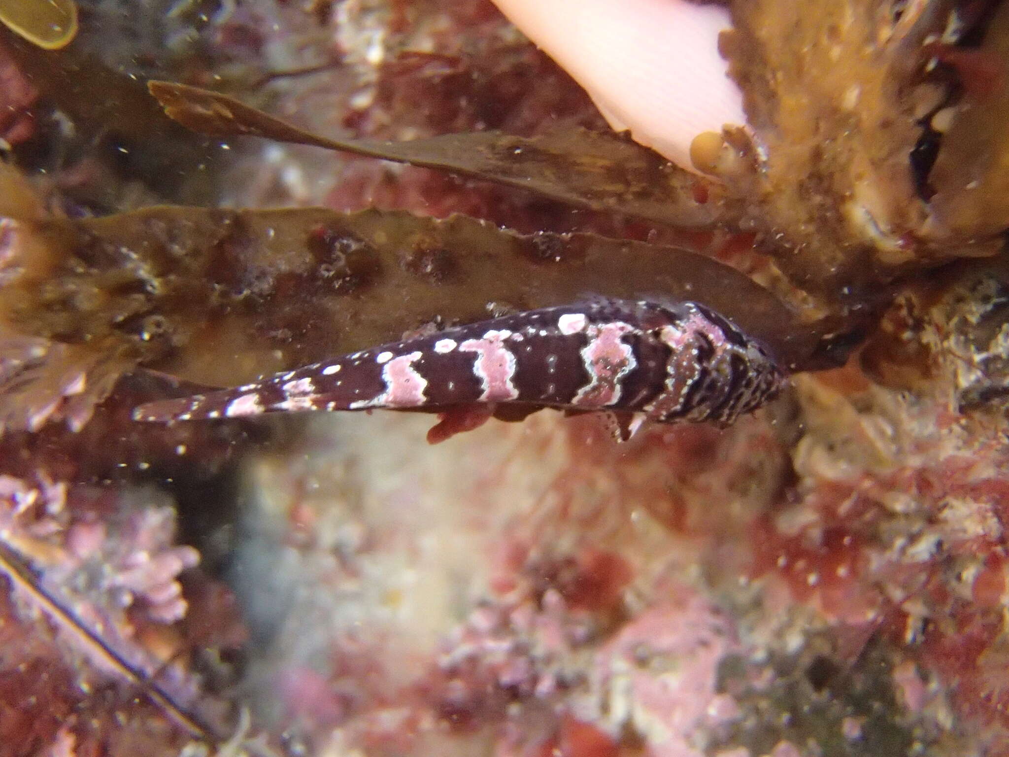 Image of Hector's clingfish