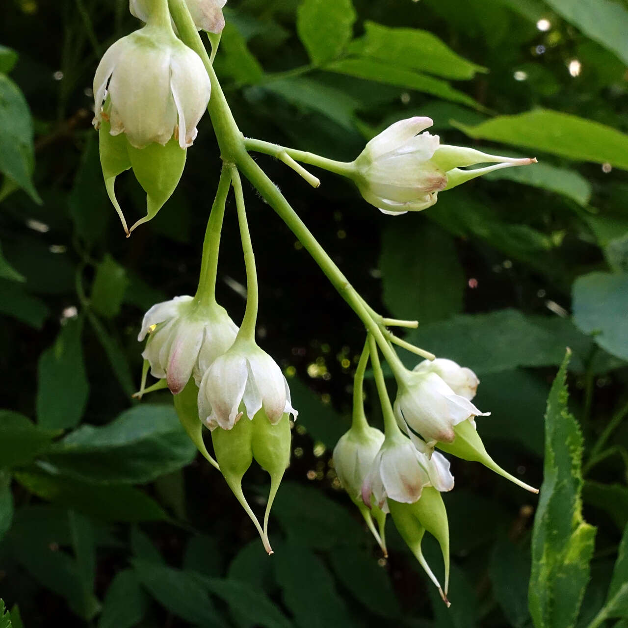 Imagem de Staphylea pinnata L.