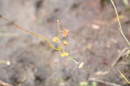 Image of Drosera myriantha Planch.