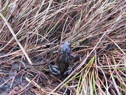 Image of Rose’s Mountain Toadlet