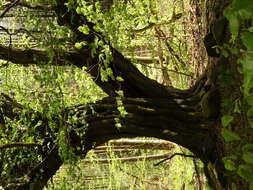 Image of beech