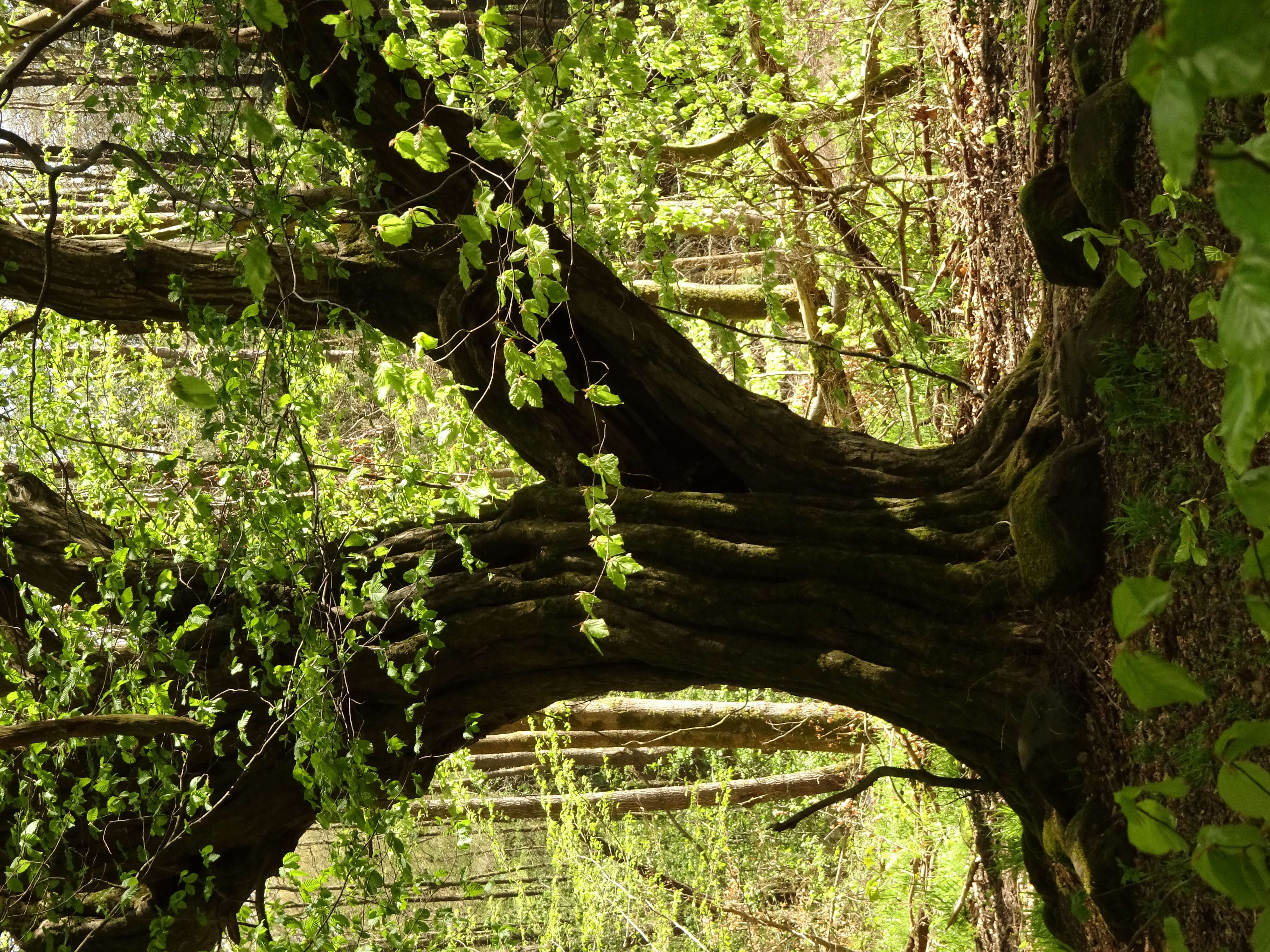 Image of beech