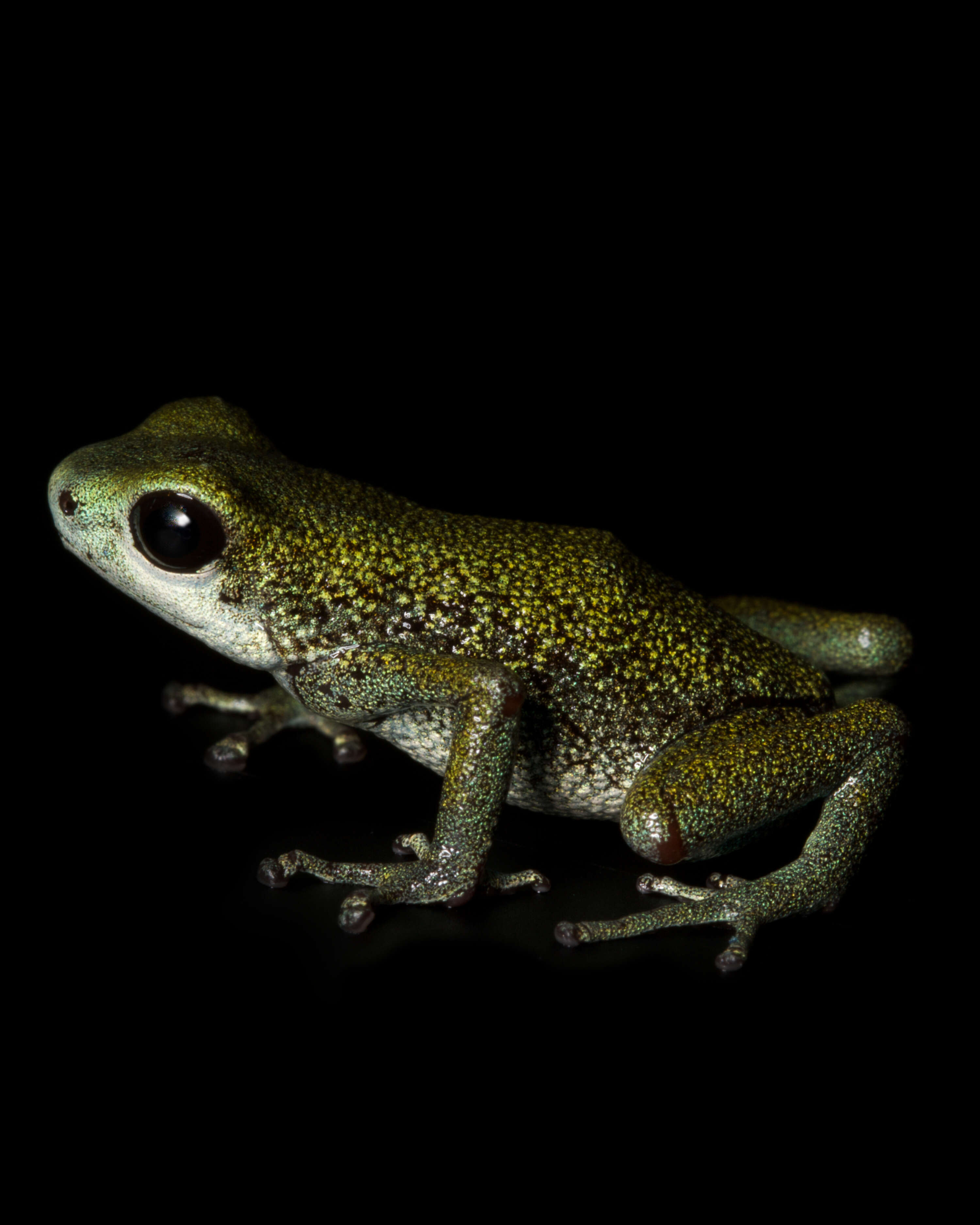 Image of Oophaga vicentei (Jungfer, Weygoldt & Juraske 1996)