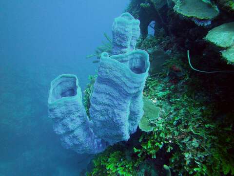 Image of Azure Vase Sponge