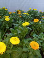 Image of pot marigold