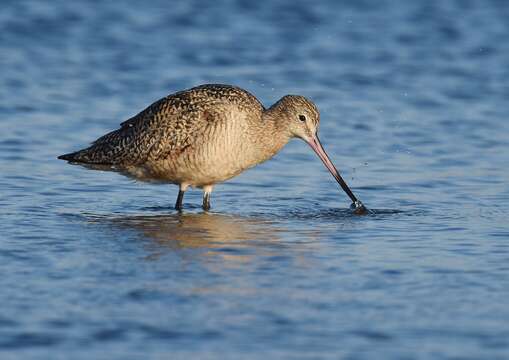 Image of Marbled Godwit