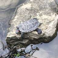 Image of slider turtle, red-eared terrapin, red-eared slider