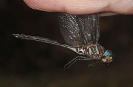 Image of Texas Emerald