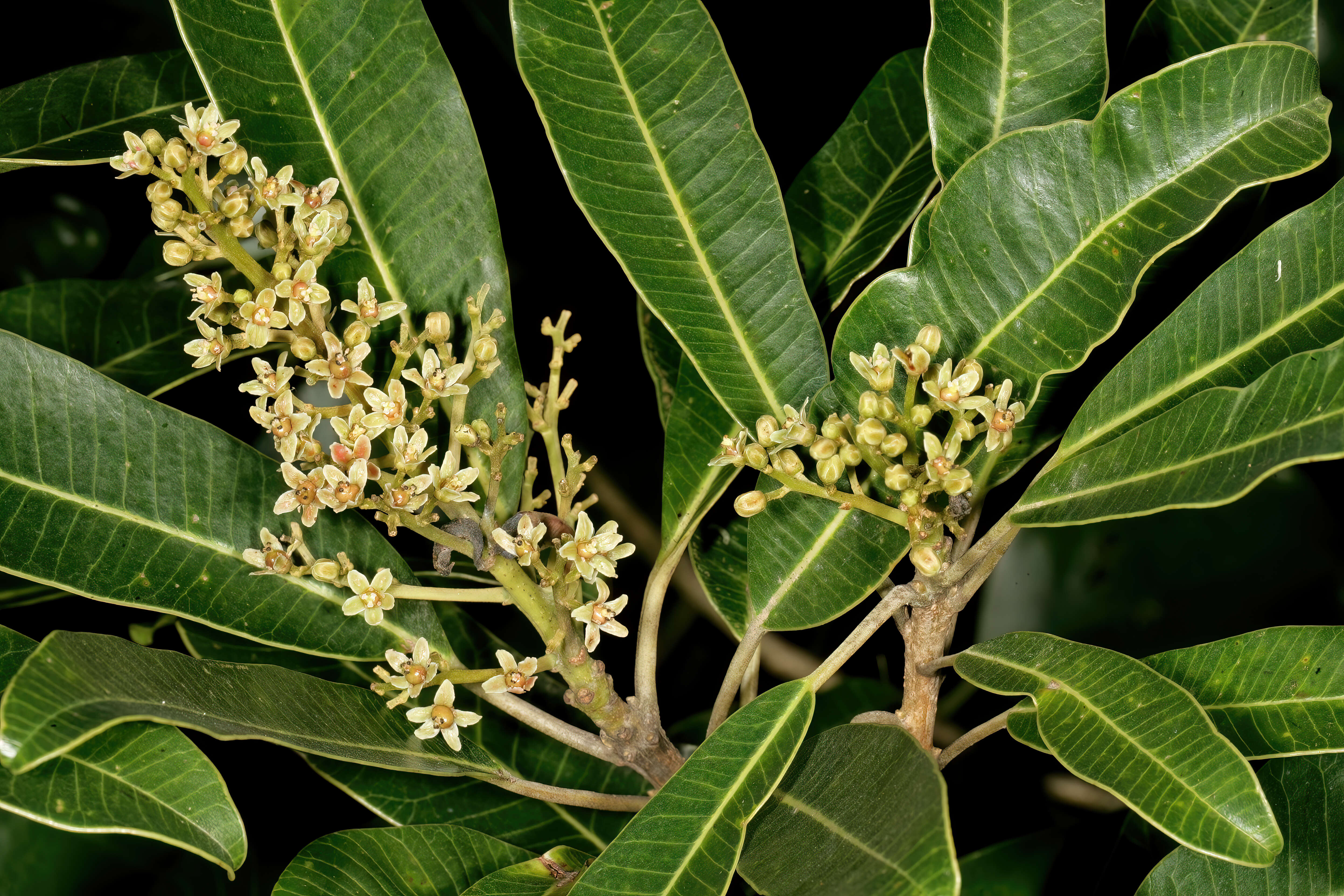 Image of Protorhus longifolia (Bernh.) Engl.