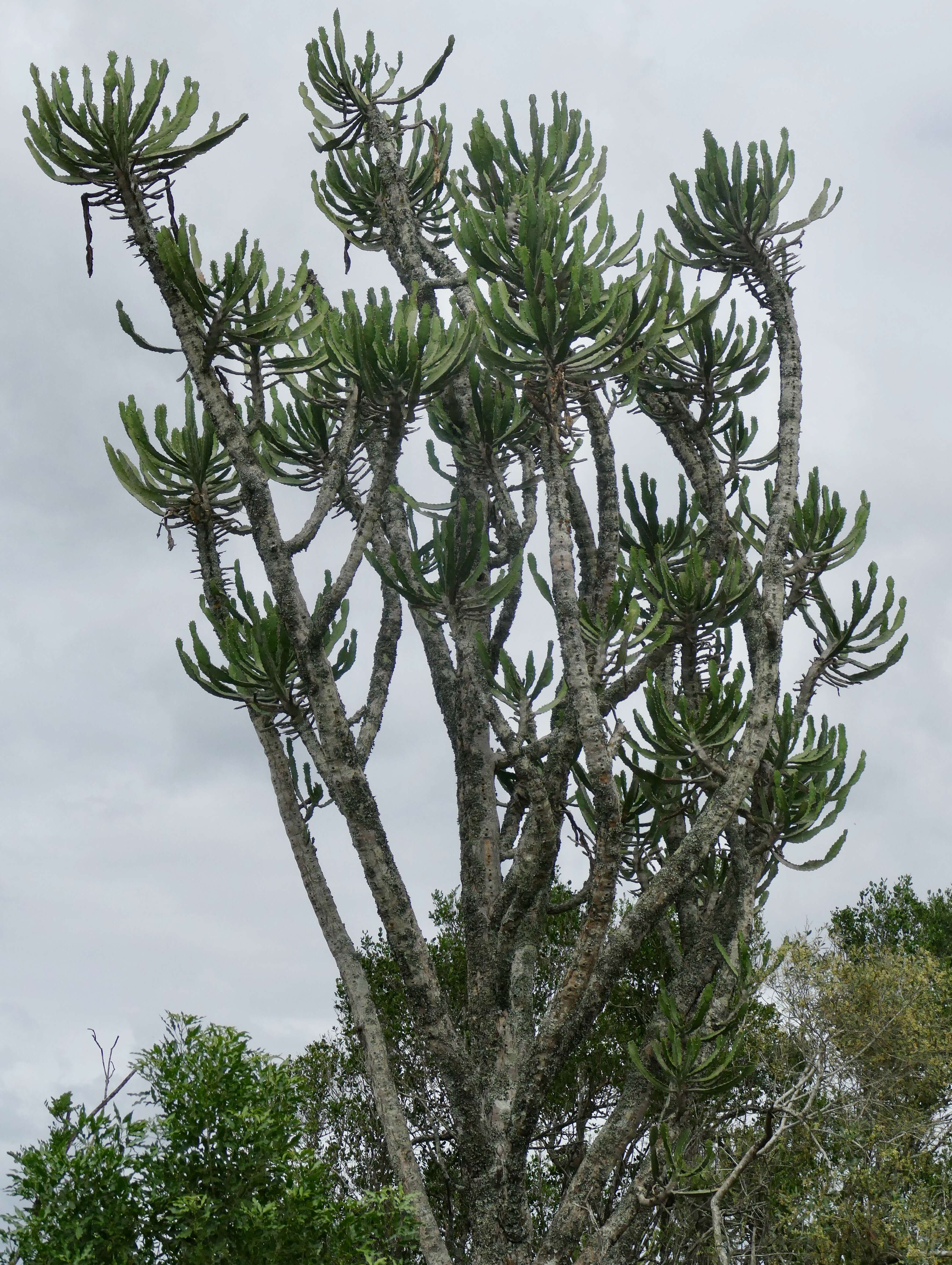 Imagem de Euphorbia triangularis Desf. ex A. Berger