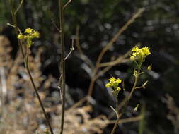 Image of California Tansy-mustard