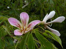 Image de Ceiba insignis (Kunth) P. E. Gibbs & J. Semir