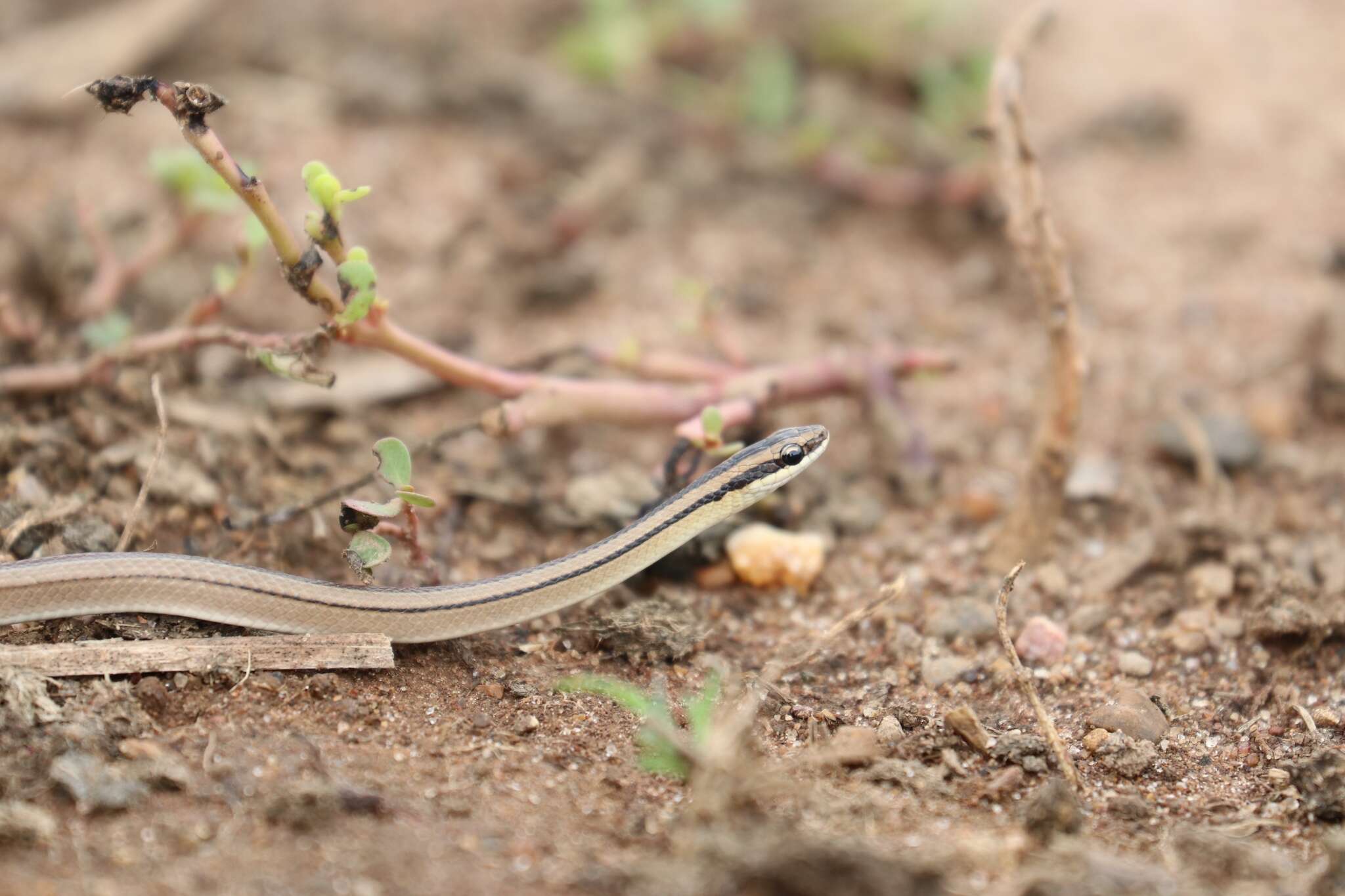 Plancia ëd Lygophis lineatus (Linnaeus 1758)