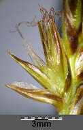 Image of Flat-sedge